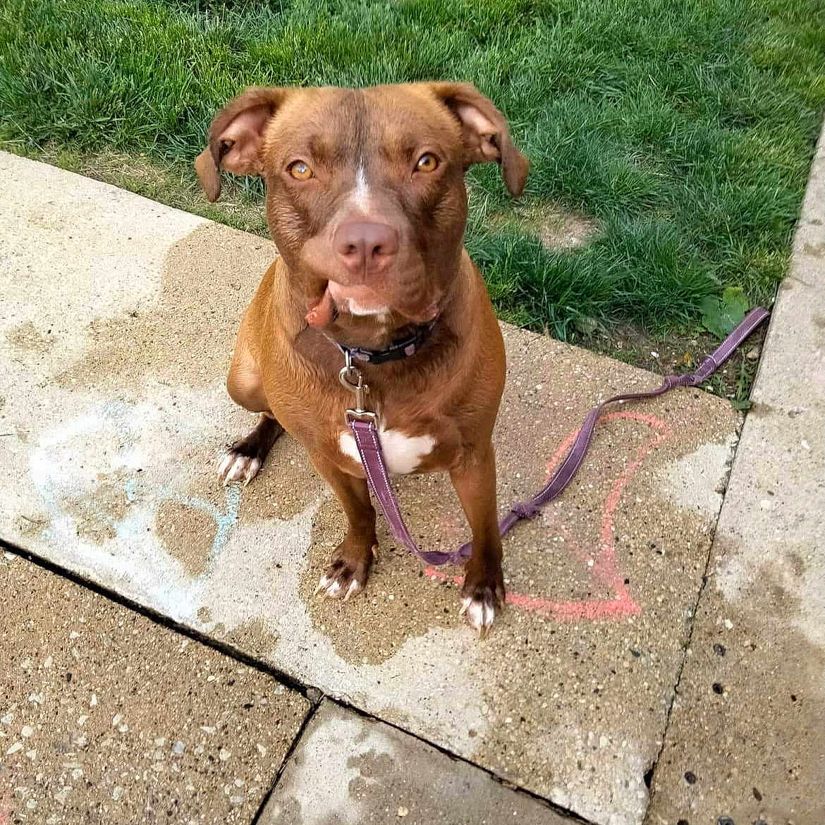 Lyla is registered to the contest to win money with this photo: accessories, animal, canine, dog, face, grass, head, leash, nature, outdoors, path, person, pet, photography, plant, portrait, puppy, sidewalk, strap, summer