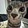 Kitty