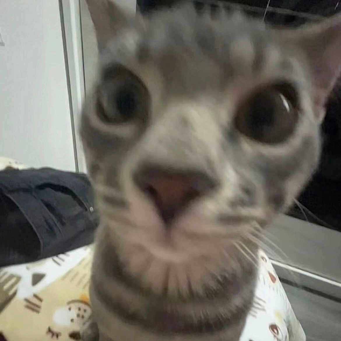 Kitty