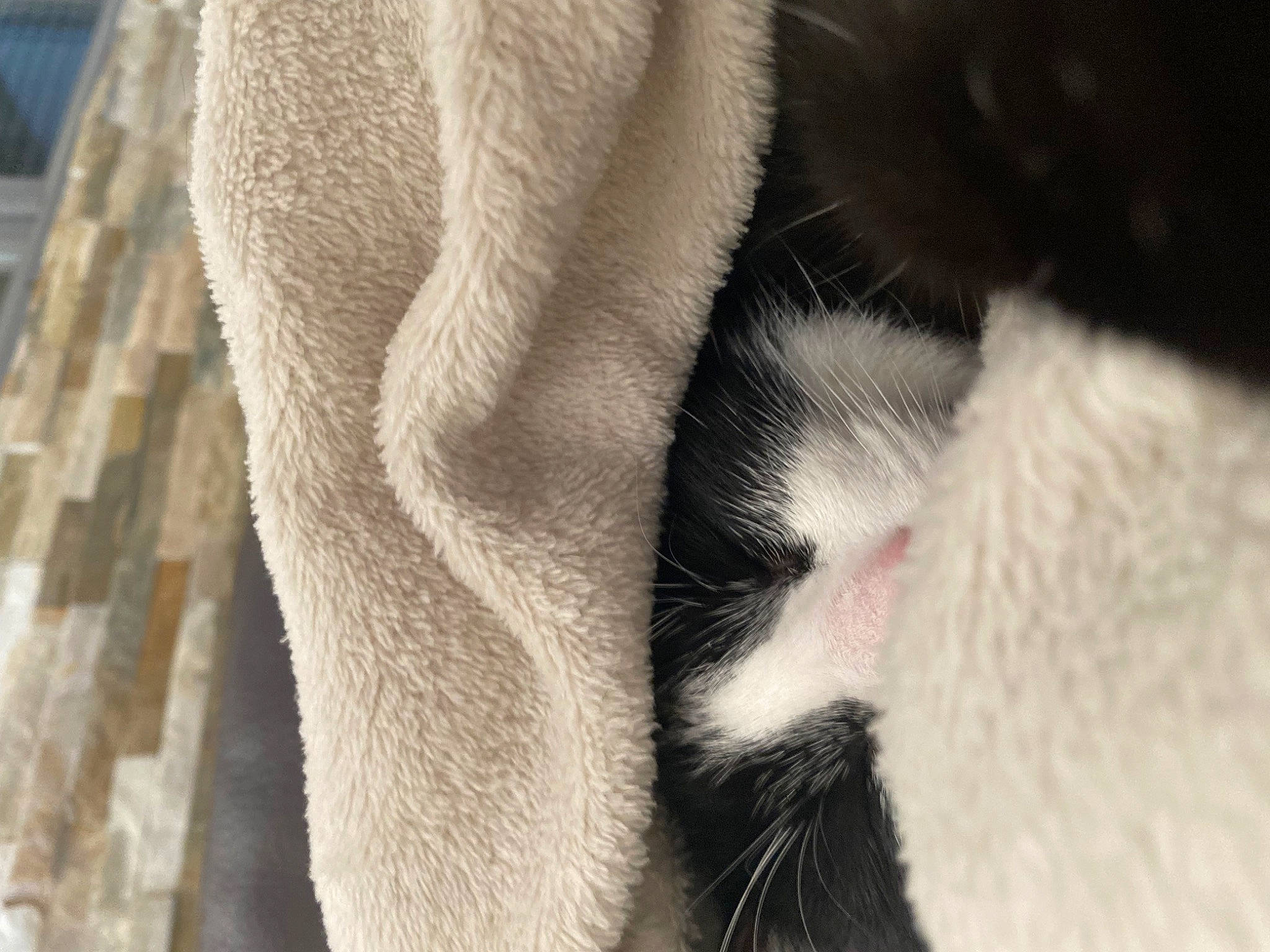 Félix a rejoint le concours — aidez-le/la à gagner de superbes lots ! carnivore, cat, claw, comfort, felidae, foot, fur, human_leg, natural_material, paw, small_to_medium_sized_cats, snout, sporting_group, tail, terrestrial_animal, whiskers, window, wood