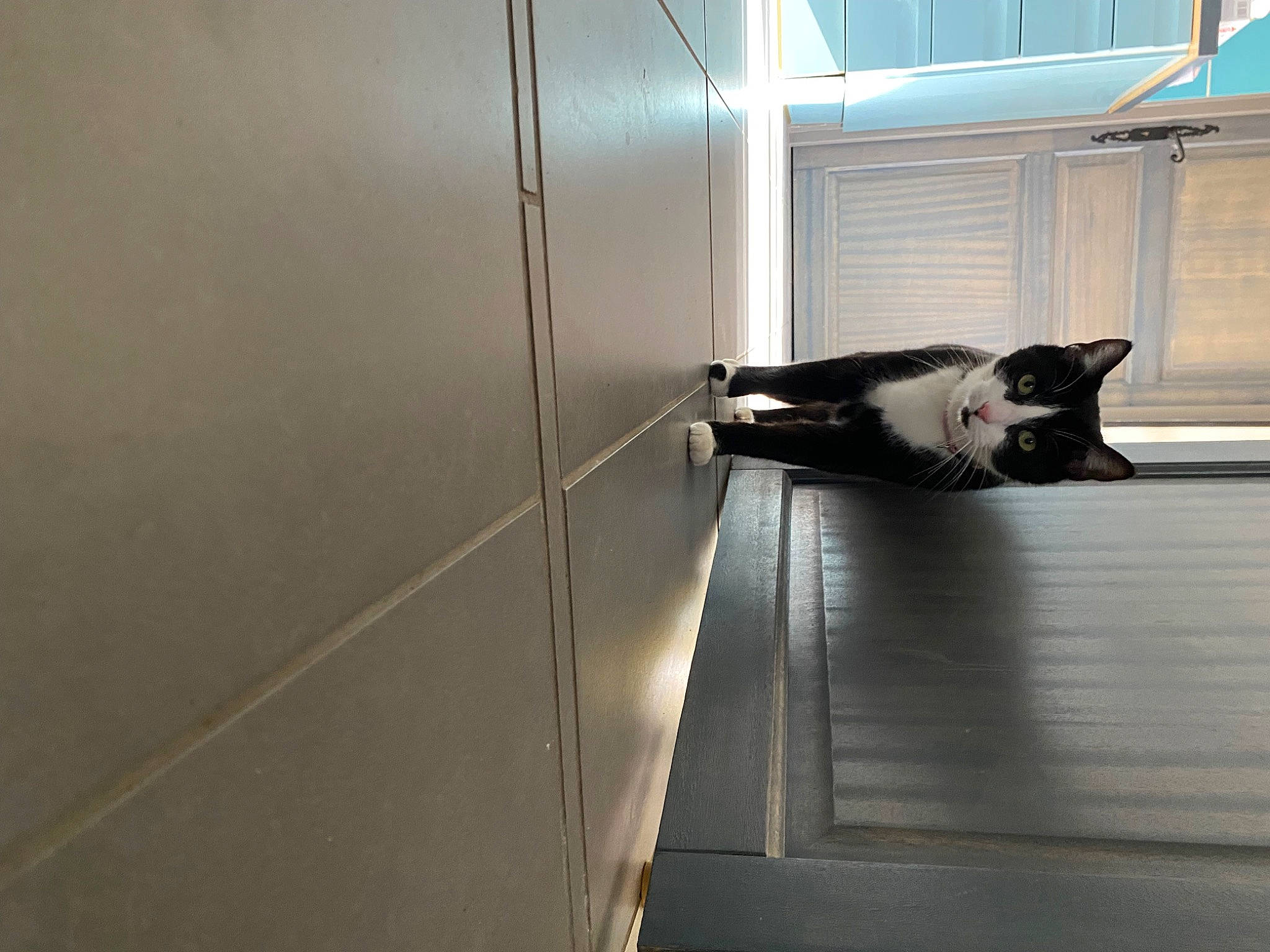 Félix participe au concours pour gagner de l'argent avec cette photo : canidae, carnivore, cat, comfort, couch, dog_breed, felidae, floor, flooring, fur, hardwood, shadow, small_to_medium_sized_cats, snout, sporting_group, stairs, tail, tints_and_shades, whiskers, wood