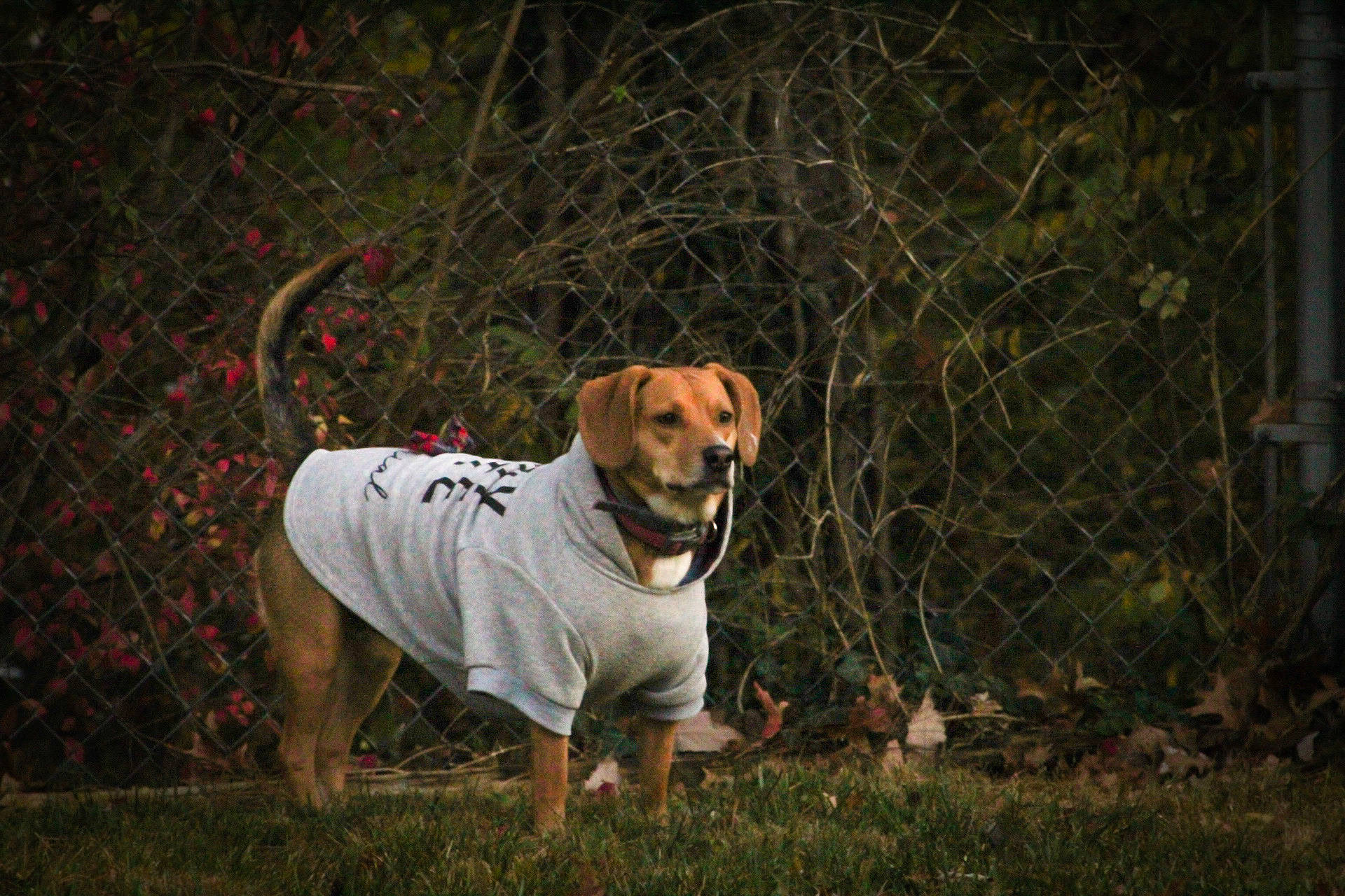 Willow is registered to the contest to win money with this photo: canidae, carnivore, collar, companion_dog, dog, dog_breed, dog_clothes, dog_supply, fawn, fence, grass, guard_dog, leash, mesh, plant, snout, sporting_group, tail, tree, whiskers