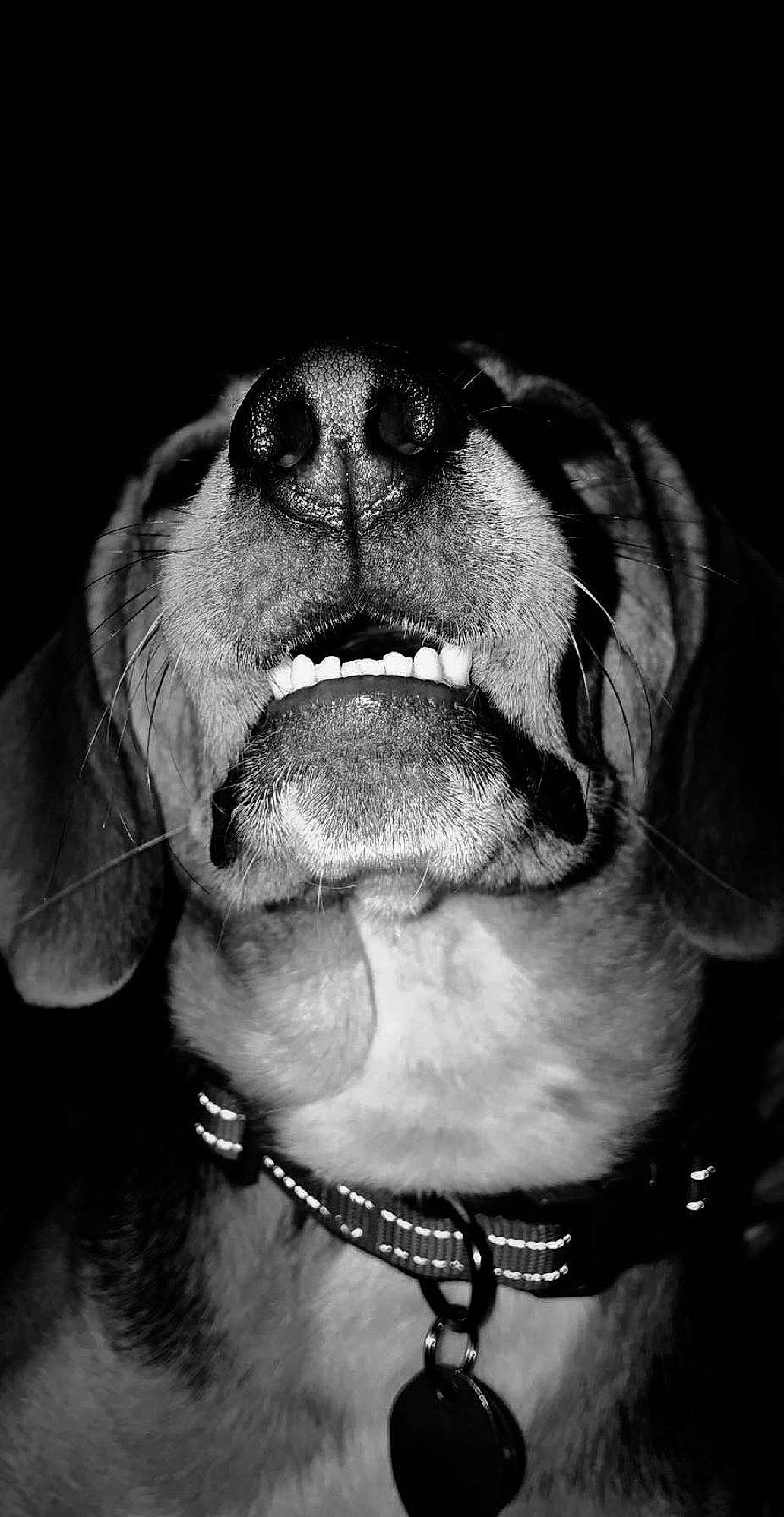 Willow is registered to the contest to win money with this photo: black, carnivore, close_up, collar, companion_dog, dog, dog_breed, dog_collar, ear, fawn, jaw, liver, monochrome, monochrome_photography, nose, snout, style, whiskers, working_animal, wrinkle