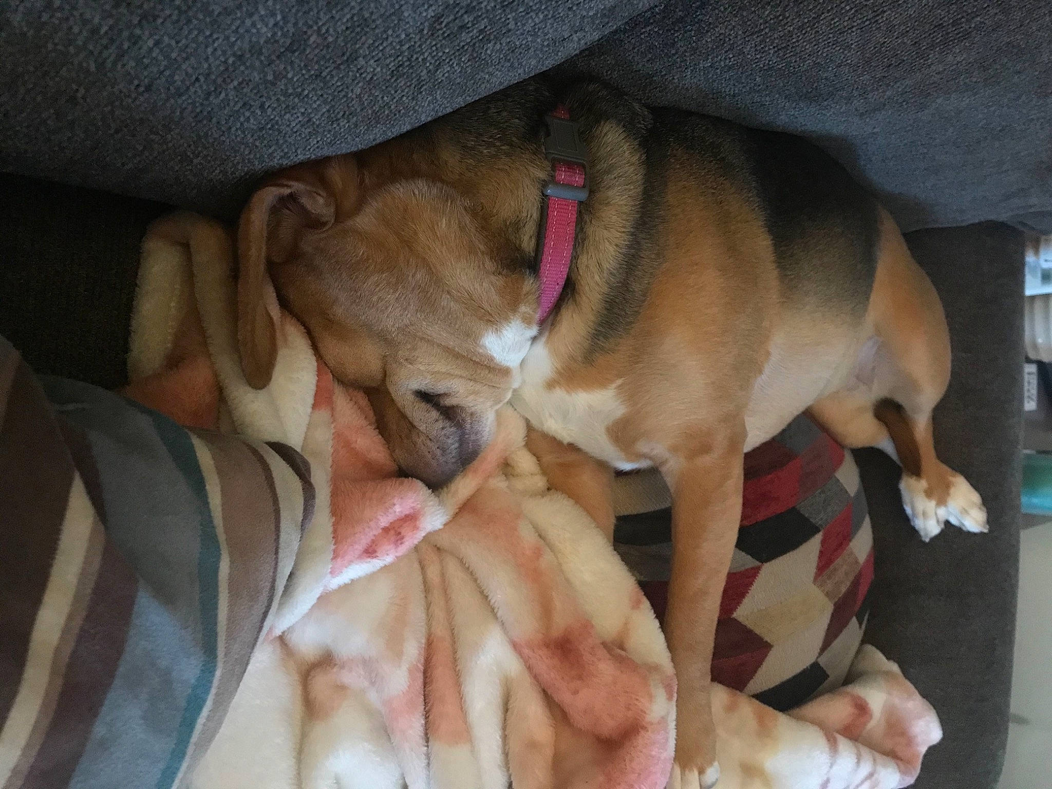 Willow is registered to the contest to win money with this photo: carnivore, chest, comfort, companion_dog, dog, dog_breed, ear, fawn, foot, fur, gesture, human_leg, linens, nail, nap, paw, thumb, whiskers, working_animal, wrinkle