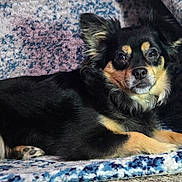 Jojo joined the competition — help win amazing prizes! animal, black_dog, blanket, canine, companion, cozy, cute, dog, domestic, ears, face, fur, indoor, lying_down, mammal, paw, pet, relaxed, resting, tan_dog