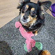 Jojo is registered to the contest to win money with this photo: animal, boot, carpet, companion, cute, dog, domestic, ears, eyes, floor, fur, green_toy, home, indoor, looking_up, pet, pink_toy, plush_toy, small_dog, toy