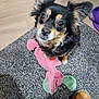 animal, boot, carpet, companion, cute, dog, domestic, ears, eyes, floor, fur, green_toy, home, indoor, looking_up, pet, pink_toy, plush_toy, small_dog, toy