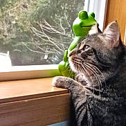 Tuffs joined the competition — help win amazing prizes! animal, blurred_background, cat, close_up, curious, decor, feline, frog_figurine, green, home, indoor, looking_out, natural_light, paws, pet, side_profile, tabby_cat, whiskers, window, wooden_sill