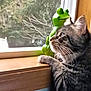 animal, blurred_background, cat, close_up, curious, decor, feline, frog_figurine, green, home, indoor, looking_out, natural_light, paws, pet, side_profile, tabby_cat, whiskers, window, wooden_sill