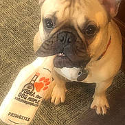 Izzy is registered to the contest to win money with this photo: dog, french_bulldog, toy, indoor, carpet, pet, animal, cute, brown, collar, floor, closeup, sitting, looking_up, paw_print, stuffed_toy, canine, playful, companion, domestic