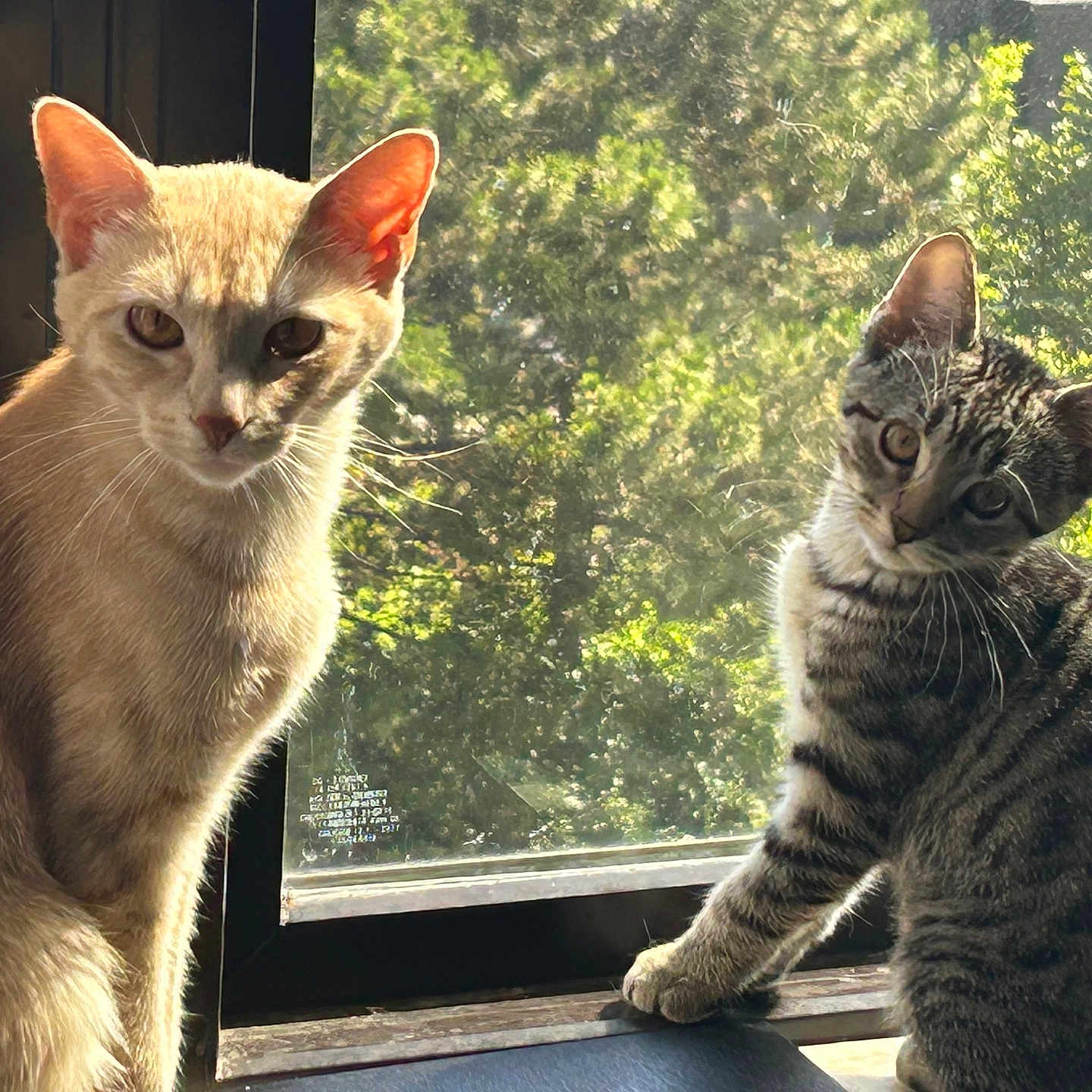 Lilly And Coco is registered to the contest to win money with this photo: animal, cat, cats, curious, daylight, domestic_animal, feline, greenery, head_tilt, indoor, looking, nature_background, pets, pets_indoor, sitting, striped_cat, sunlight, tan_cat, two_cats, window