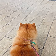 Vanille a rejoint le concours — aidez-le/la à gagner de superbes lots ! dog, fluffy, leash, sidewalk, pavement, outdoor, brown_fur, collar, storefront, window, ball, pet, animal, waiting, urban, daylight, fur, back_view, quiet, calm