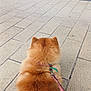 dog, fluffy, leash, sidewalk, pavement, outdoor, brown_fur, collar, storefront, window, ball, pet, animal, waiting, urban, daylight, fur, back_view, quiet, calm