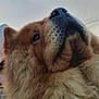 dog, close_up, fluffy, chow_chow, portrait, snout, fur, outdoor, sky, animal, pet, canine, whiskers, nose, brown, fluff, head, profile, calm, majestic