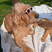 Ukraine participe au concours pour gagner de l'argent avec cette photo : dog, sunglasses, heart_shaped_glasses, pink_glasses, blanket, grass, outdoor, sunny, pet, playful, portrait, close_up, brown_fur, paws, puppy, companion, accessory, cozy, relaxed, bokeh