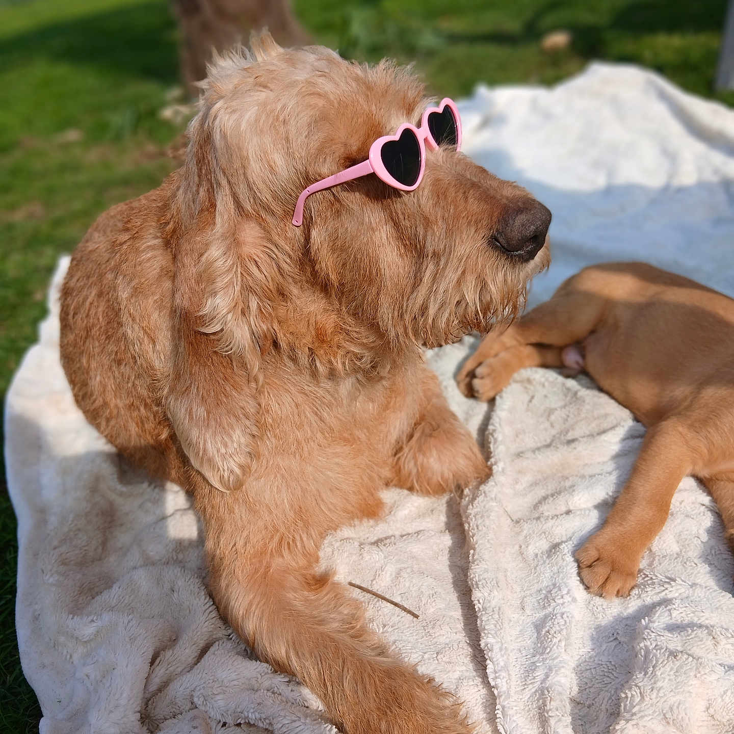 Ukraine participe au concours pour gagner de l'argent avec cette photo : dog, sunglasses, heart_shaped_glasses, pink_glasses, blanket, grass, outdoor, sunny, pet, playful, portrait, close_up, brown_fur, paws, puppy, companion, accessory, cozy, relaxed, bokeh