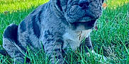 Louis is registered to the contest to win money with this photo: puppy, dog, brindle, grass, outdoor, blue_sky, young, cute, pet, animal, nature, heterochromia, close_up, sitting, leaf, portrait, daylight, fur, expression, adorable