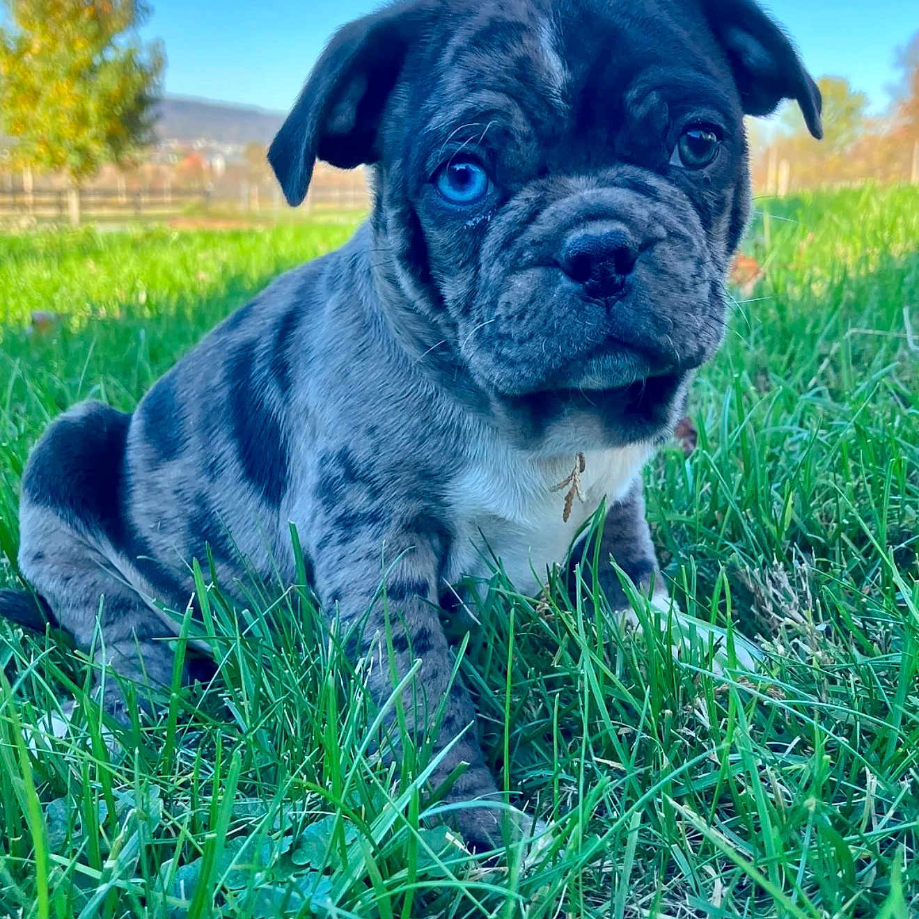 Louis is registered to the contest to win money with this photo: adorable, animal, blue_sky, brindle, close_up, cute, daylight, dog, expression, fur, grass, heterochromia, leaf, nature, outdoor, pet, portrait, puppy, sitting, young