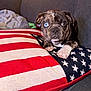puppy, dog, brindle, heterochromia, blue_eye, brown_eye, american_flag, pillow, couch, blanket, indoor, pet, cute, animal, fur, paw, expression, resting, cozy, home