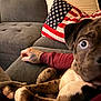 Louis joined the competition — help win amazing prizes! puppy, dog, couch, tattoo, arm, pillow, american_flag, indoor, closeup, fur, pet, relaxing, maroon_sleeve, living_room, domestic_animal, curious, seated, blurred_background, spot, canine