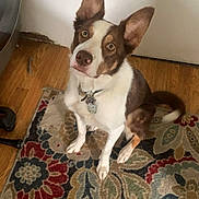 Fry joined the competition — help win amazing prizes! dog, indoor, carpet, wooden_floor, white_door, pet, canine, ears, brown_and_white, collar, tag, sitting, looking_up, floor, home, domestic, animal, curious, companion, mammal