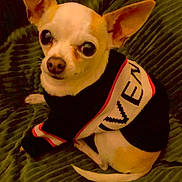 Lenny participe au concours pour gagner de l'argent avec cette photo : animal, chihuahua, clothing, companion, cute, dog, domestic_animal, ears, fur, furniture, green_background, indoor, looking_up, pet, portrait, sitting, small_dog, sweater, tail, textile