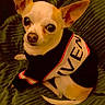 animal, chihuahua, clothing, companion, cute, dog, domestic_animal, ears, fur, furniture, green_background, indoor, looking_up, pet, portrait, sitting, small_dog, sweater, tail, textile