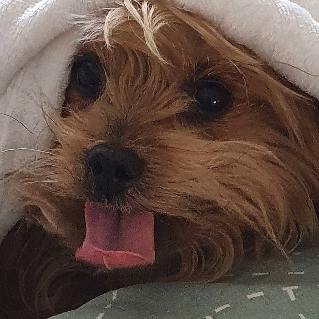 Guyzmo participe au concours pour gagner de l'argent avec cette photo : biewer_terrier, canidae, carnivore, companion_dog, dog, dog_breed, fawn, fur, liver, maltepoo, puppy_love, small_terrier, snout, sporting_group, terrestrial_animal, terrier, toy, toy_dog, whiskers, working_animal