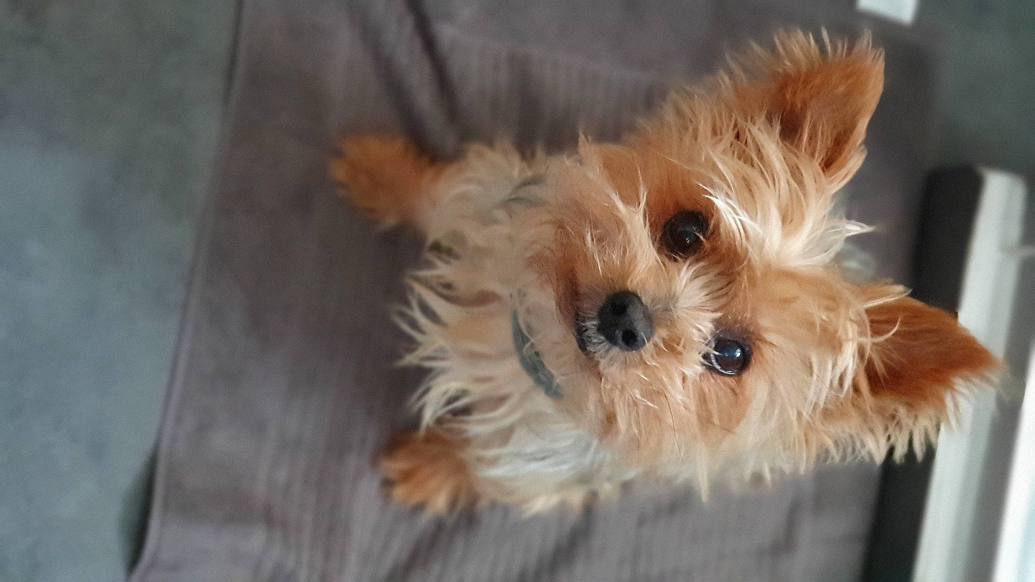 Guyzmo a rejoint le concours — aidez-le/la à gagner de superbes lots ! biewer_terrier, canidae, carnivore, companion_dog, dog, dog_breed, dog_supply, fawn, fur, maltepoo, small_terrier, snout, sporting_group, terrestrial_animal, terrier, toy_dog, wood, working_animal, yorkipoo, yorkshire_terrier