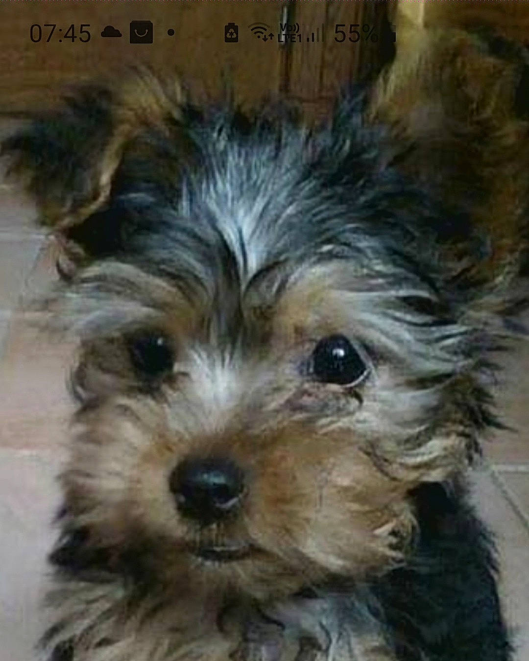 Guyzmo a rejoint le concours — aidez-le/la à gagner de superbes lots ! biewer_terrier, canidae, carnivore, companion_dog, dog, dog_breed, fur, liver, maltepoo, puppy, small_terrier, snout, sporting_group, terrestrial_animal, terrier, toy_dog, water_dog, working_animal, yorkipoo, yorkshire_terrier