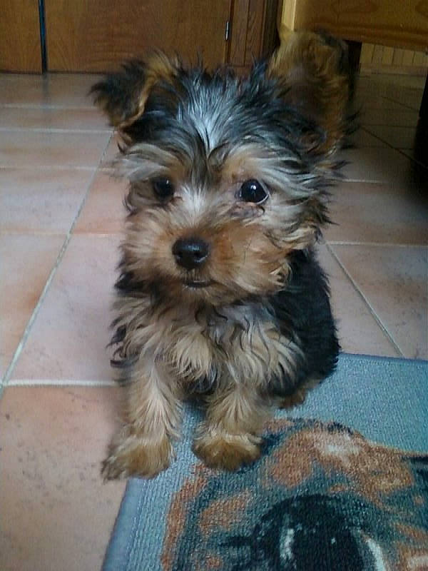 Guyzmo a rejoint le concours — aidez-le/la à gagner de superbes lots ! biewer_terrier, canidae, carnivore, companion_dog, dog, dog_breed, dog_supply, flooring, fur, liver, maltepoo, small_terrier, snout, sporting_group, terrier, toy_dog, water_dog, working_animal, yorkipoo, yorkshire_terrier