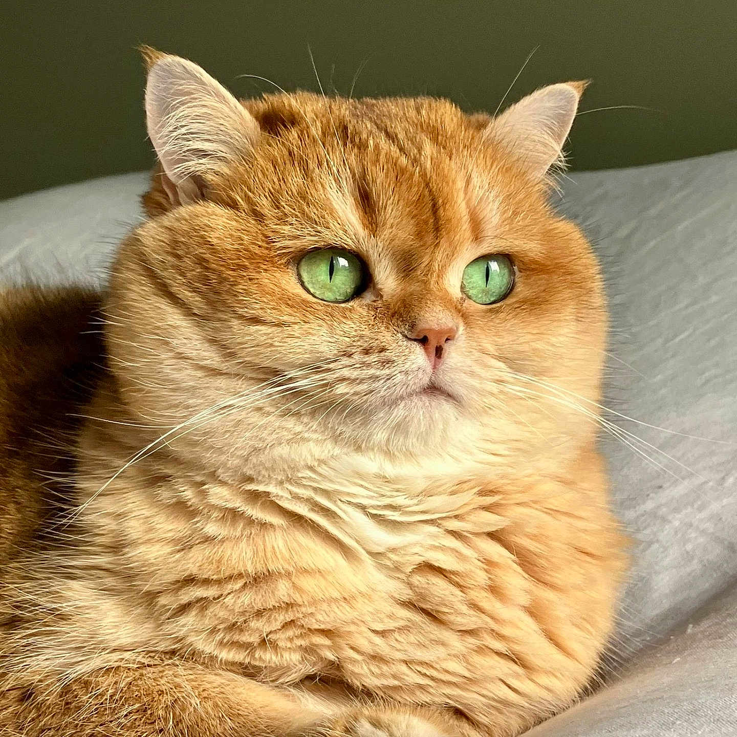 Pitta participe au concours pour gagner de l'argent avec cette photo : abyssinian, angora, animal, cat, hardwood, kitten, manx, person, pet, sleeping, wood