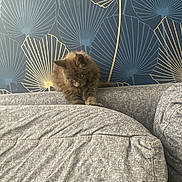 Bijoux participe au concours pour gagner de l'argent avec cette photo : kitten, cat, gray_couch, cushion, wallpaper, indoor, pet, animal, furniture, home, cozy, decor, fluffy, small_animal, looking_down, resting, cute, domestic_cat, stylish_wallpaper, blue_background