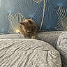 kitten, cat, gray_couch, cushion, wallpaper, indoor, pet, animal, furniture, home, cozy, decor, fluffy, small_animal, looking_down, resting, cute, domestic_cat, stylish_wallpaper, blue_background