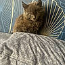 Bijoux a rejoint le concours — aidez-le/la à gagner de superbes lots ! kitten, cat, brown_fur, fluffy, bed, blanket, indoor, wallpaper, pattern, blue_wall, gold_lines, cute, pet, animal, feline, small, young, sitting, portrait, domestic