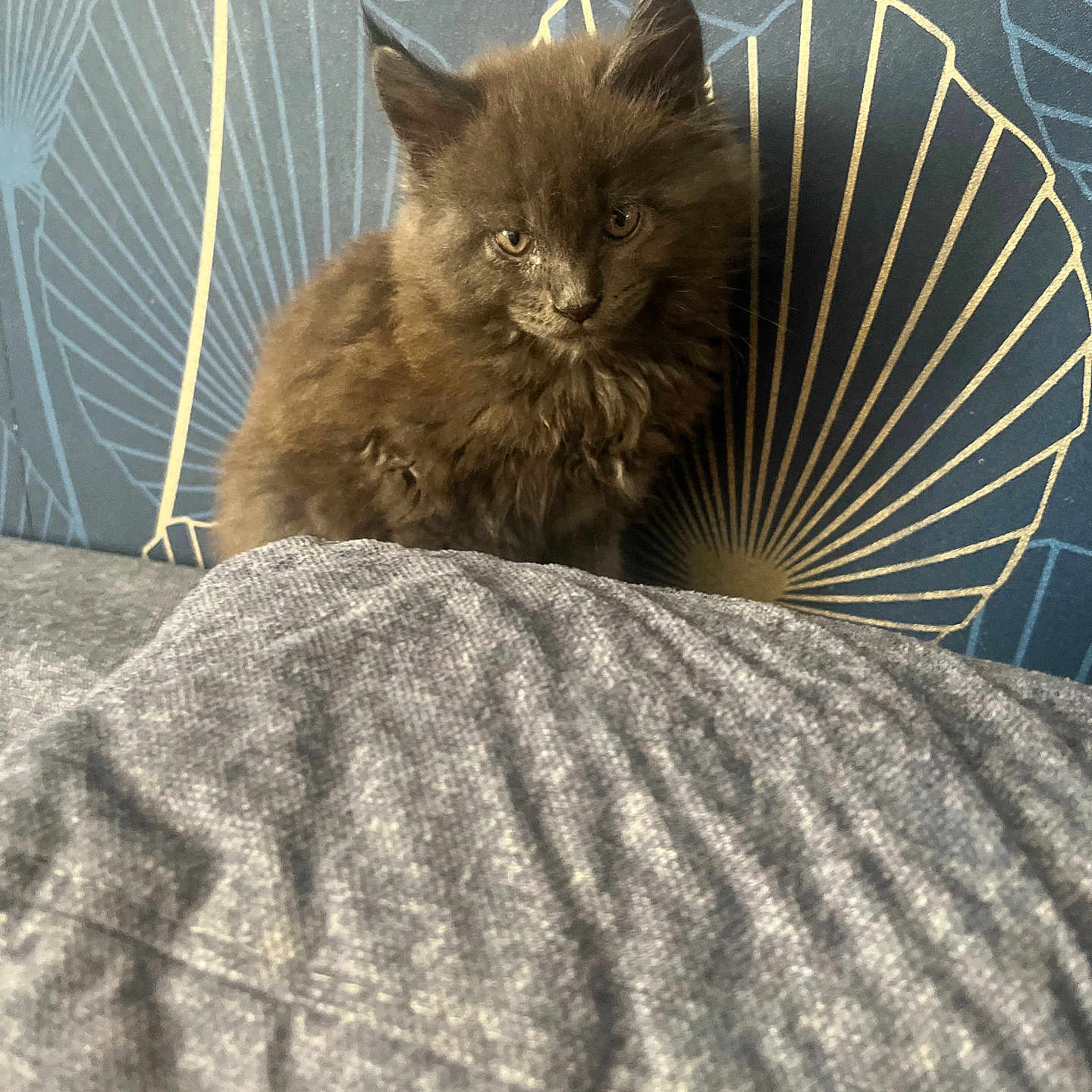 Bijoux a rejoint le concours — aidez-le/la à gagner de superbes lots ! kitten, cat, brown_fur, fluffy, bed, blanket, indoor, wallpaper, pattern, blue_wall, gold_lines, cute, pet, animal, feline, small, young, sitting, portrait, domestic