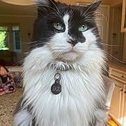 Jax joined the competition — help win amazing prizes! cat, fluffy, black_and_white, green_eyes, indoor, kitchen, countertop, pet, portrait, feline, collar, tag, domestic_animal, whiskers, long_hair, cute, animal, close_up, house, fur