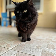Clochette participe au concours pour gagner de l'argent avec cette photo : abyssinian, animal, blackcat, cat, flagstone, kitten, manx, path, pet, slate, walkway