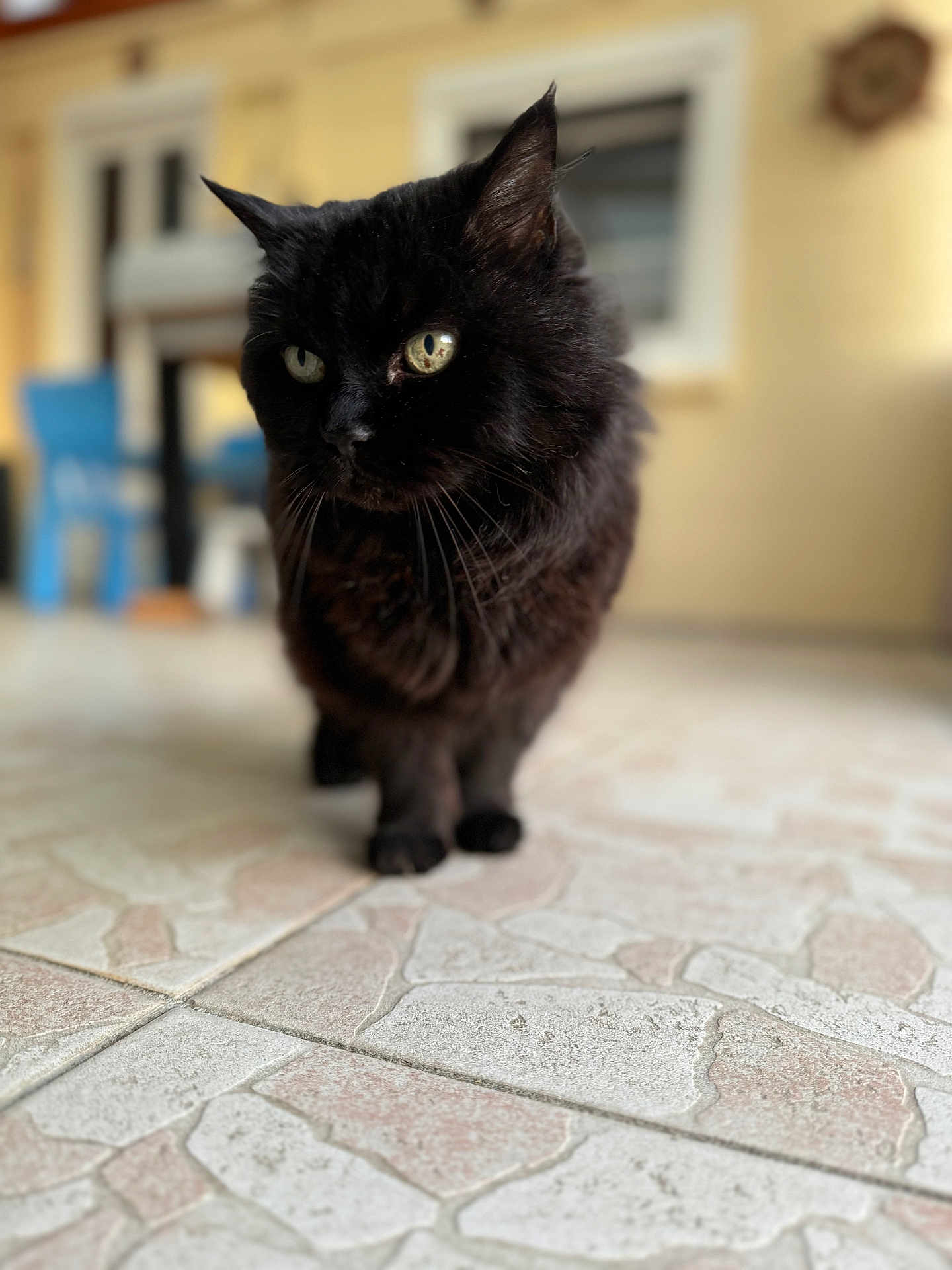 Clochette participe au concours pour gagner de l'argent avec cette photo : abyssinian, animal, blackcat, cat, flagstone, kitten, manx, path, pet, slate, walkway