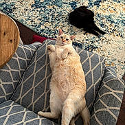 Griffin joined the competition — help win amazing prizes! cat, cream_cat, black_cat, feline, armchair, rug, patterned_rug, upholstery, toy, living_room, indoor, pet, whiskers, paws, relaxed, lounging, curled, table, hardwood_floor, playful