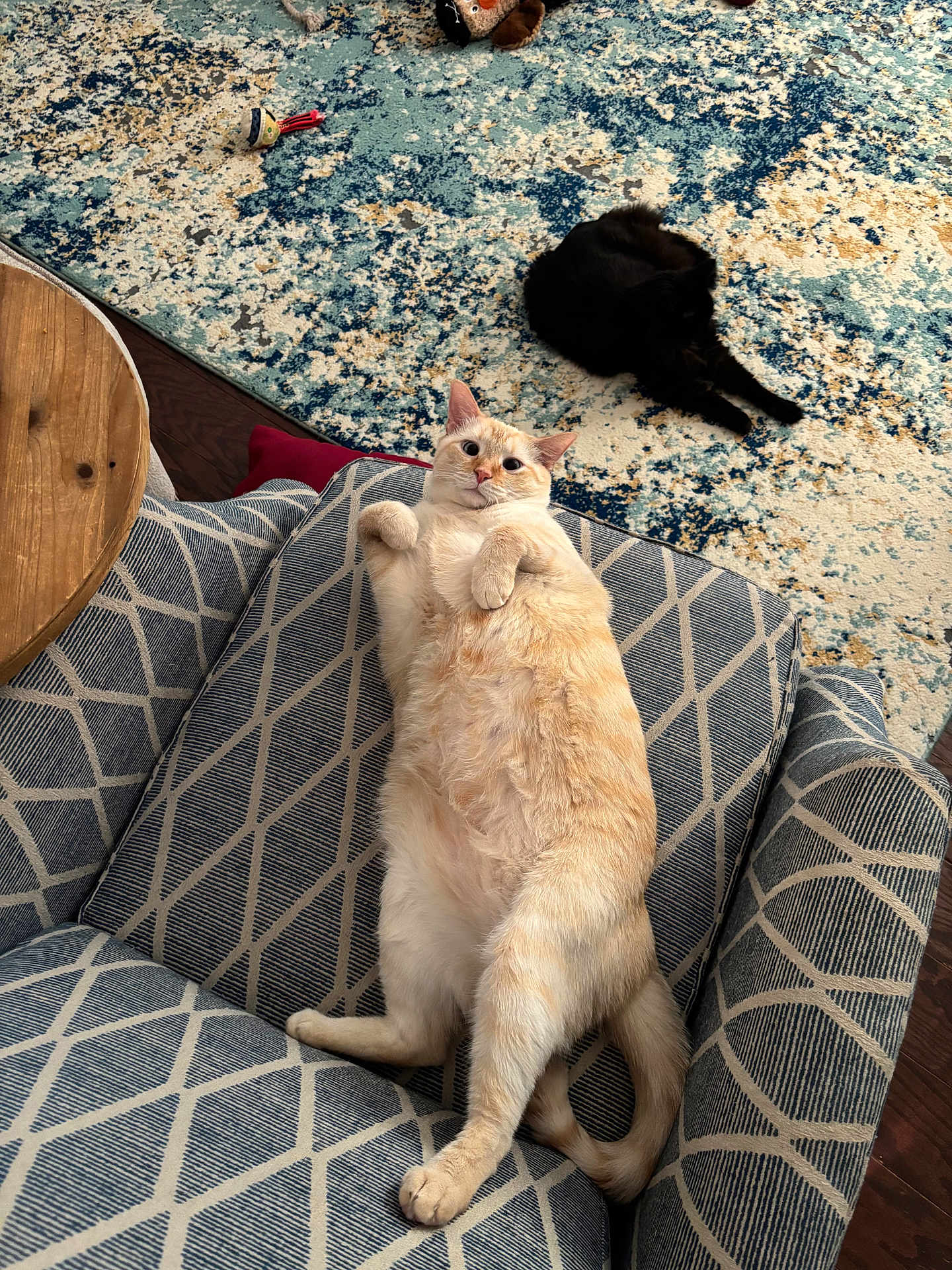 Griffin joined the competition — help win amazing prizes! cat, cream_cat, black_cat, feline, armchair, rug, patterned_rug, upholstery, toy, living_room, indoor, pet, whiskers, paws, relaxed, lounging, curled, table, hardwood_floor, playful