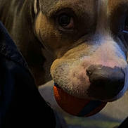 Nova joined the competition — help win amazing prizes! dog, ball, pet, close_up, indoor, playing, animal, cute, muzzle, nose, fur, brown, white, black, ears, looking, toy, domestic_animal, friendship, companion