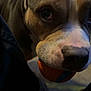 dog, ball, pet, close_up, indoor, playing, animal, cute, muzzle, nose, fur, brown, white, black, ears, looking, toy, domestic_animal, friendship, companion