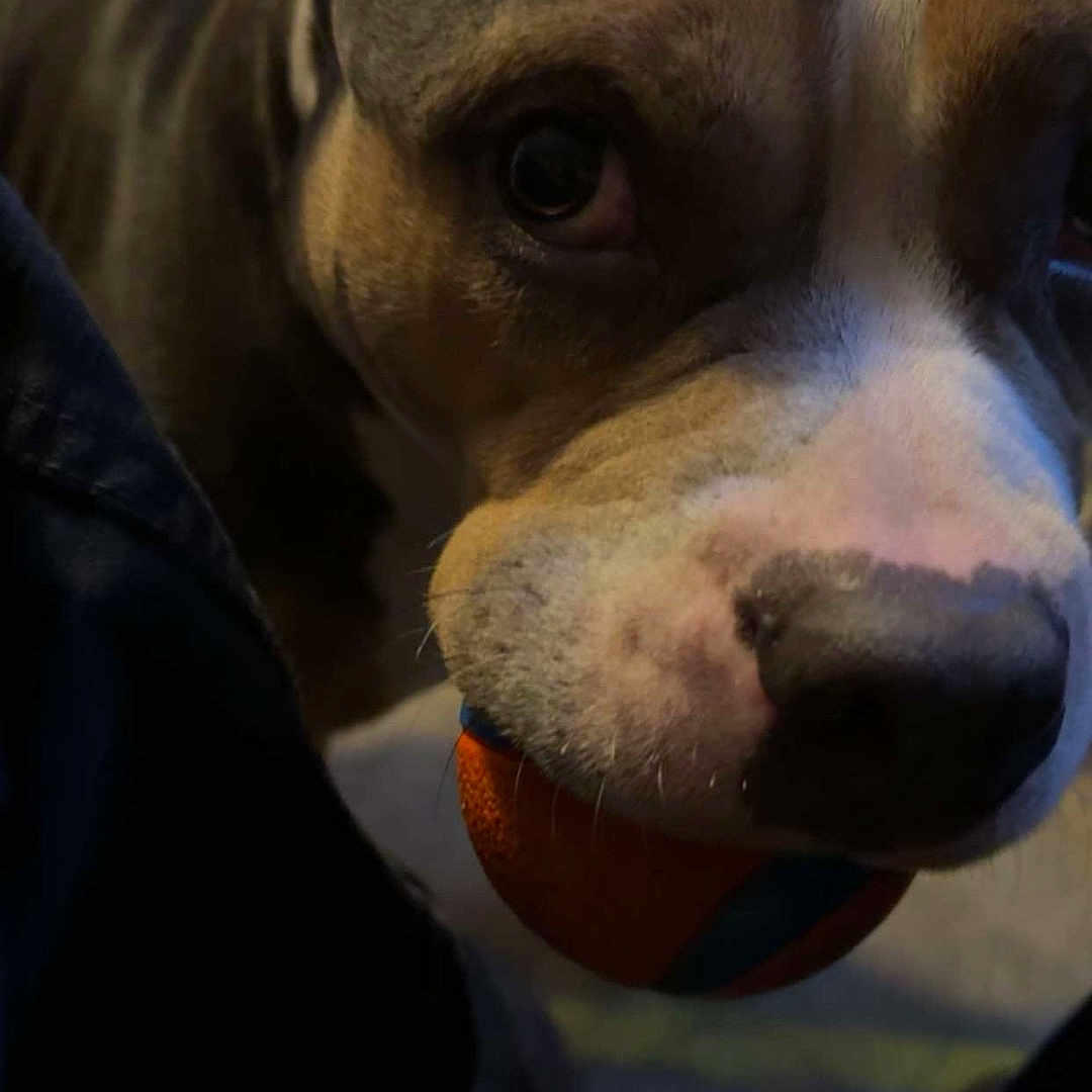 Nova joined the competition — help win amazing prizes! animal, ball, black, brown, close_up, companion, cute, dog, domestic_animal, ears, friendship, fur, indoor, looking, muzzle, nose, pet, playing, toy, white