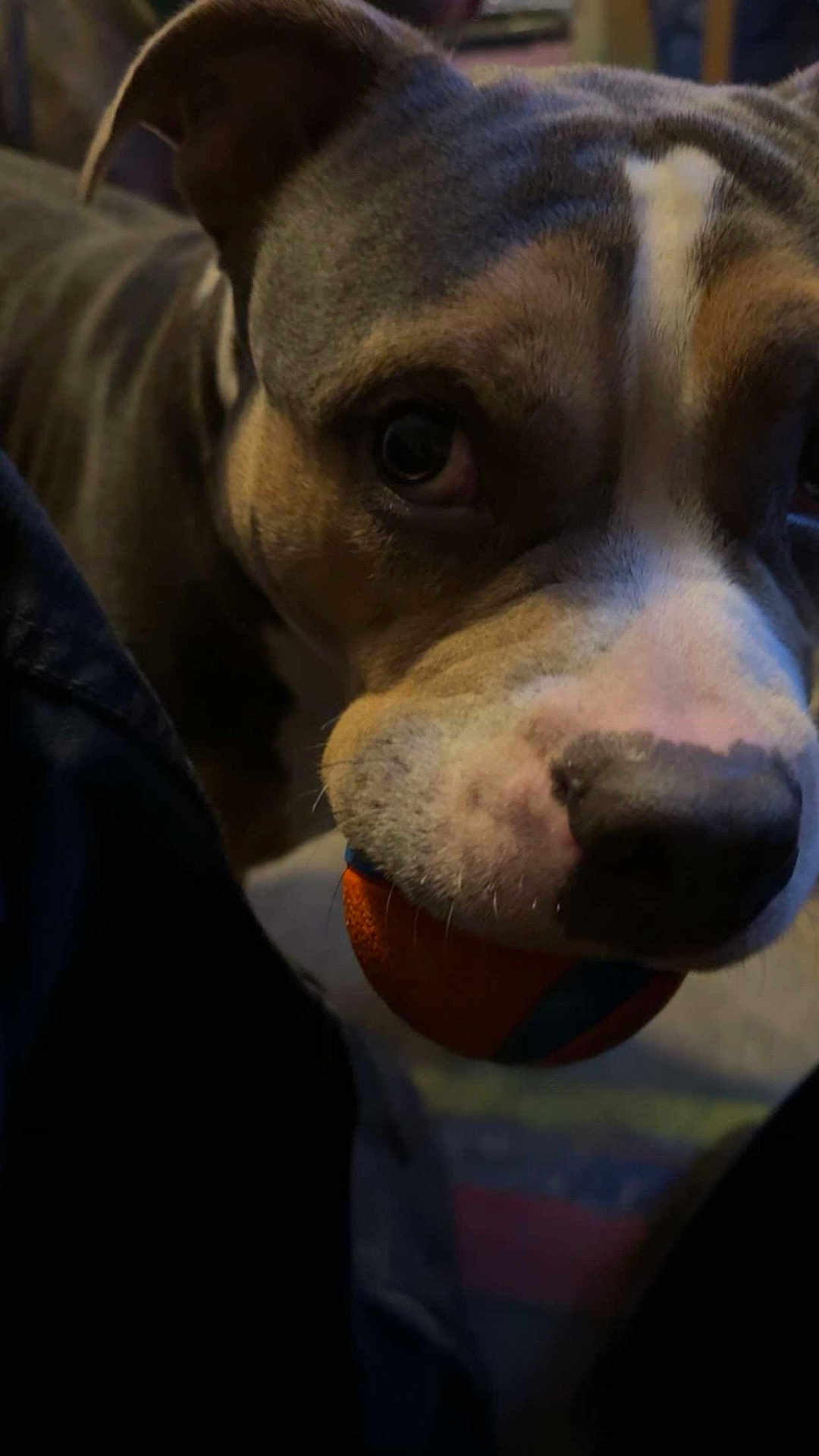 Nova joined the competition — help win amazing prizes! dog, ball, pet, close_up, indoor, playing, animal, cute, muzzle, nose, fur, brown, white, black, ears, looking, toy, domestic_animal, friendship, companion