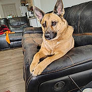 Hazel is registered to the contest to win money with this photo: blanket, brown_dog, chair, cup, dog, domestic, ears, floor, fur, furniture, home, indoor, kitchen, leather_couch, living_room, pet, relaxed, straw, table, window_light