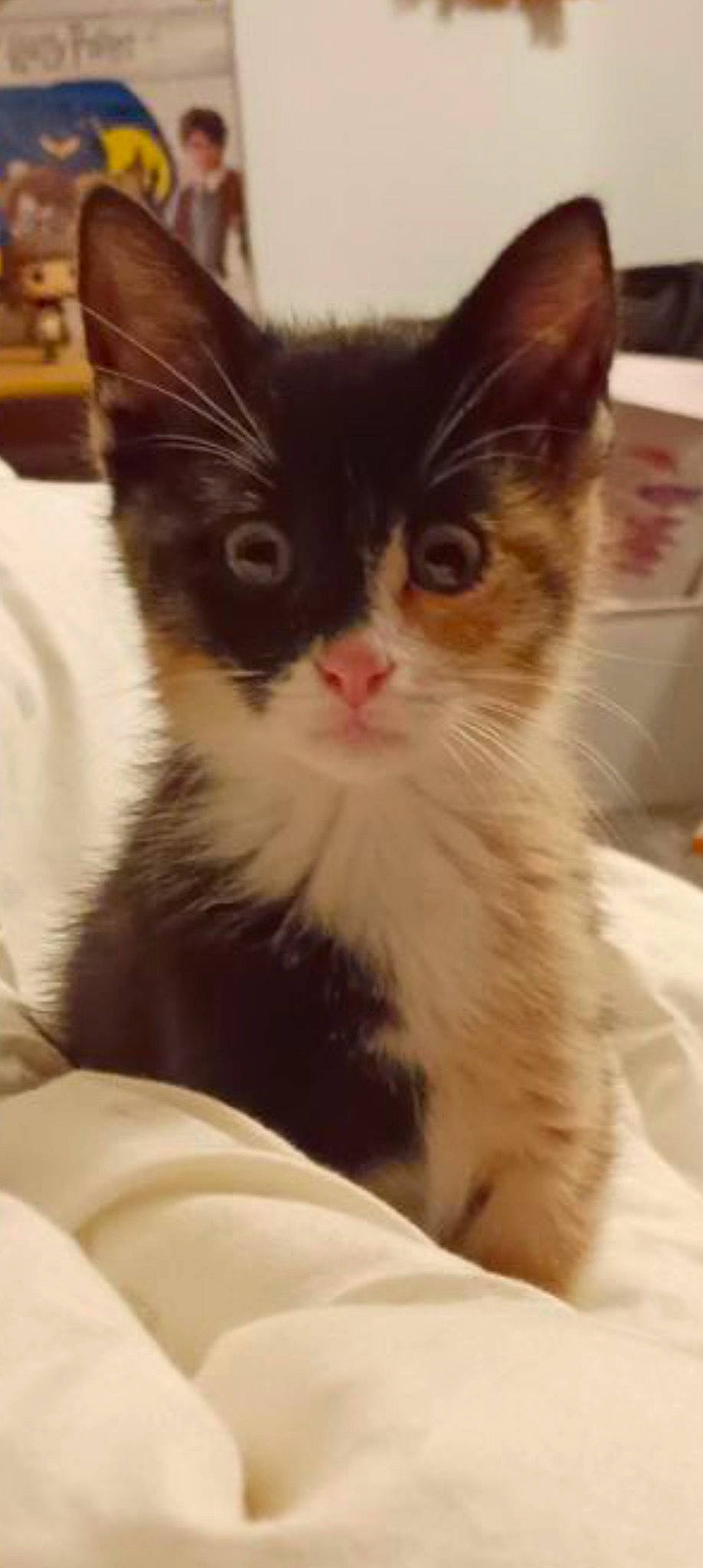 Ultra participe au concours pour gagner de l'argent avec cette photo : carnivore, cat, claw, comfort, domestic_short_haired_cat, ear, eye, felidae, fur, hair, head, paw, sitting, small_to_medium_sized_cats, snout, tail, whiskers