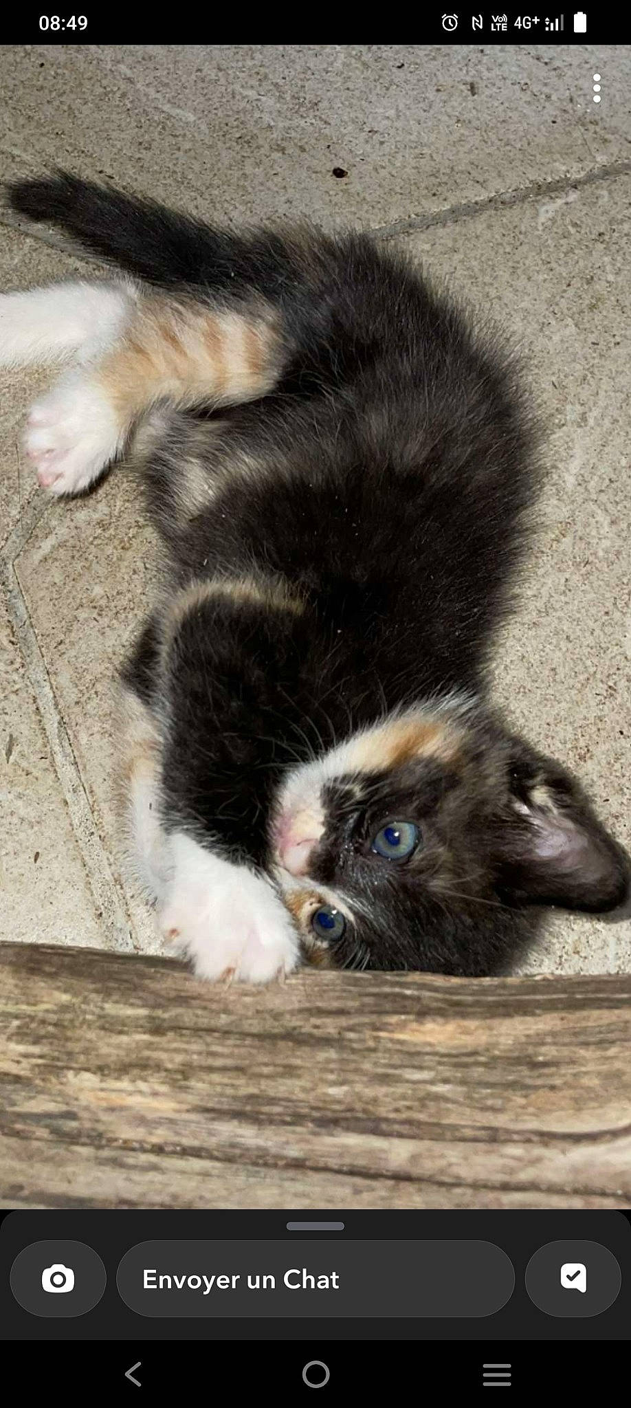 Ultra a rejoint le concours — aidez-le/la à gagner de superbes lots ! carnivore, cat, claw, comfort, companion_dog, dog_breed, electric_blue, felidae, flooring, foot, fur, human_leg, paw, small_to_medium_sized_cats, snout, sporting_group, tail, terrestrial_animal, whiskers, wood