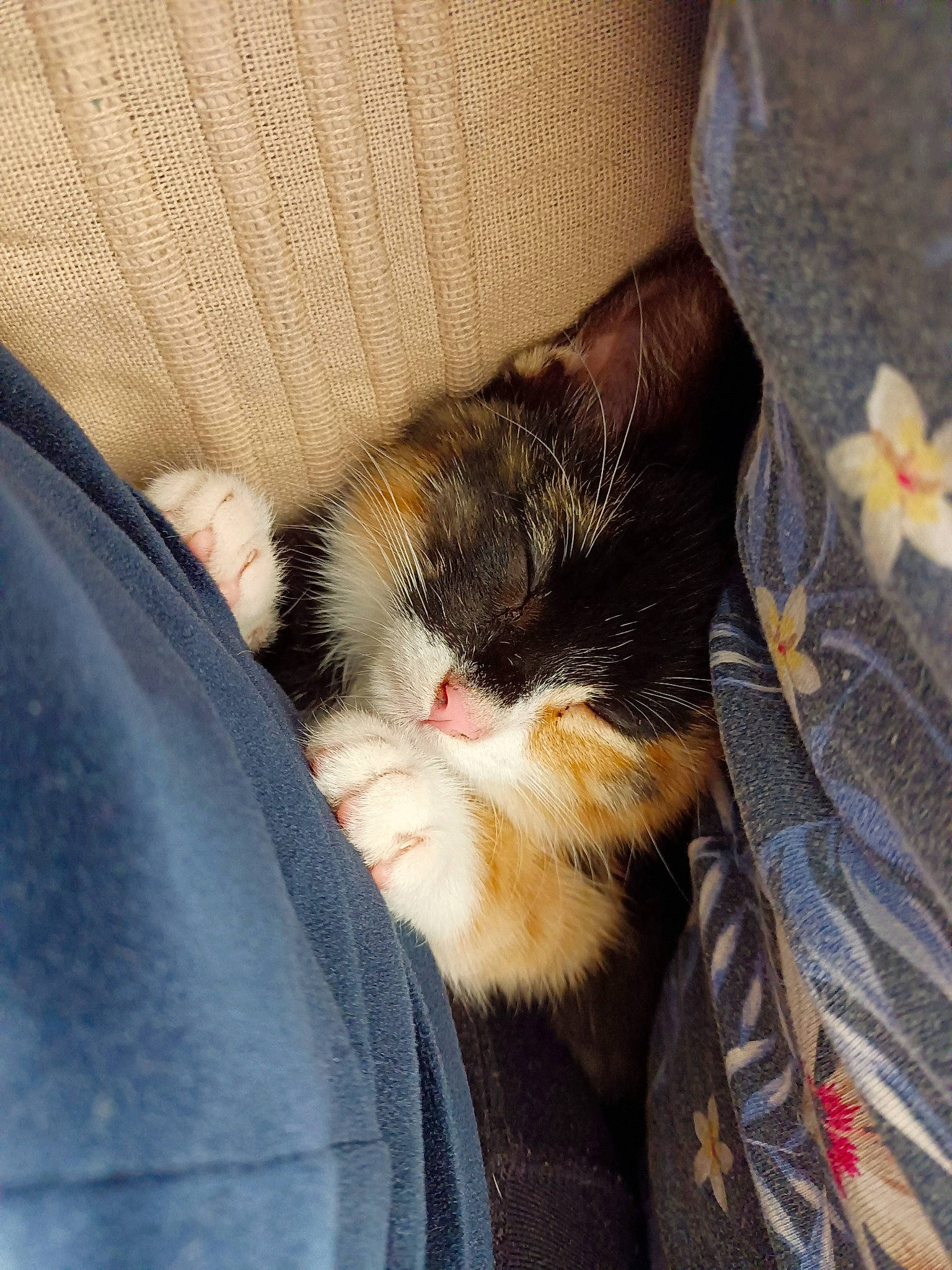 Ultra a rejoint le concours — aidez-le/la à gagner de superbes lots ! canidae, carnivore, cat, claw, comfort, companion_dog, dog_breed, domestic_short_haired_cat, felidae, flower, foot, fur, human_leg, lap, paw, small_to_medium_sized_cats, snout, tail, thigh, whiskers