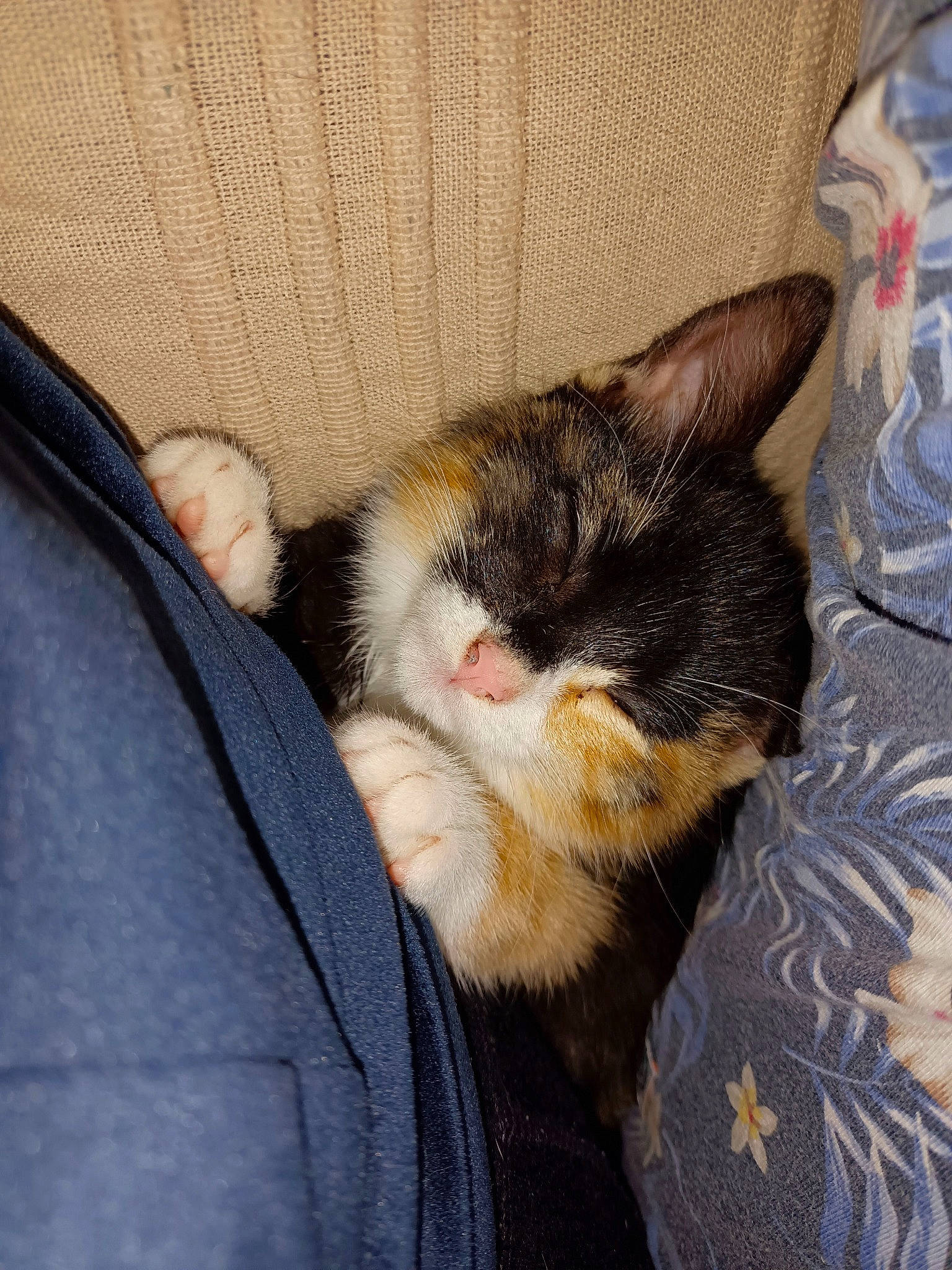 Ultra a rejoint le concours — aidez-le/la à gagner de superbes lots ! canidae, carnivore, cat, claw, cloud, comfort, domestic_short_haired_cat, eye, felidae, foot, fur, human_leg, lap, linens, paw, small_to_medium_sized_cats, snout, tail, thigh, whiskers